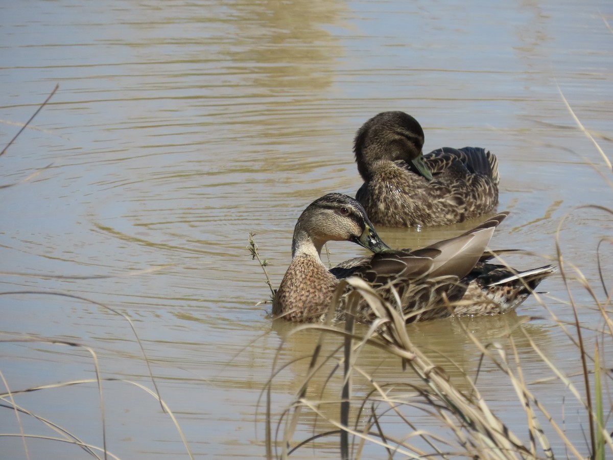 Mallard x Pacific Black Duck (hybrid) - ML643165993