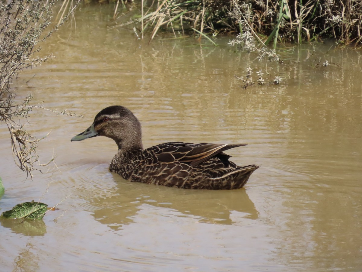 Mallard x Pacific Black Duck (hybrid) - ML643165994