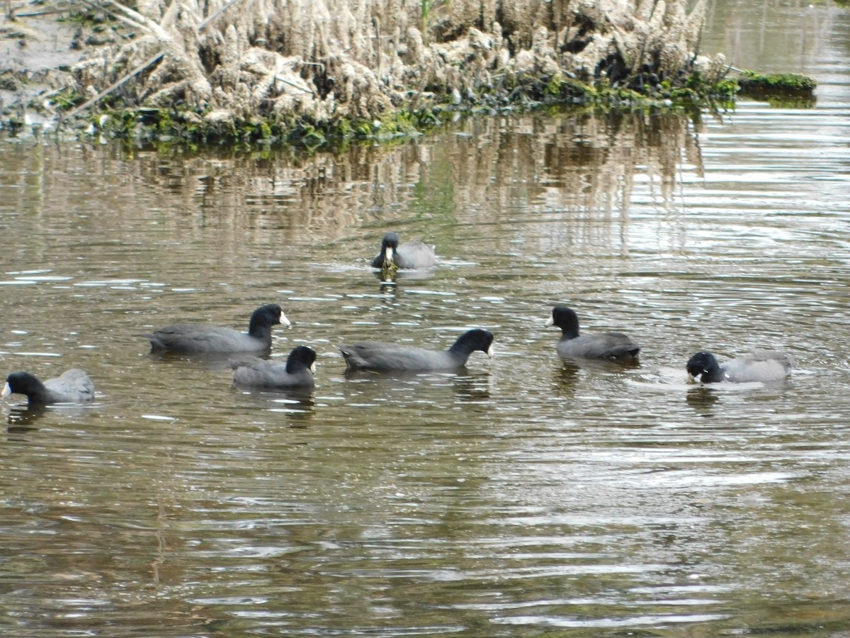 American Coot - ML643166007