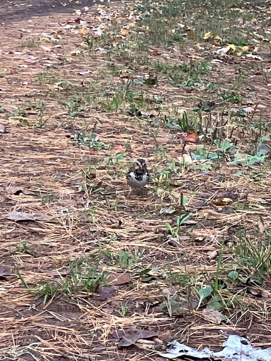 Harris's Sparrow - ML643166011
