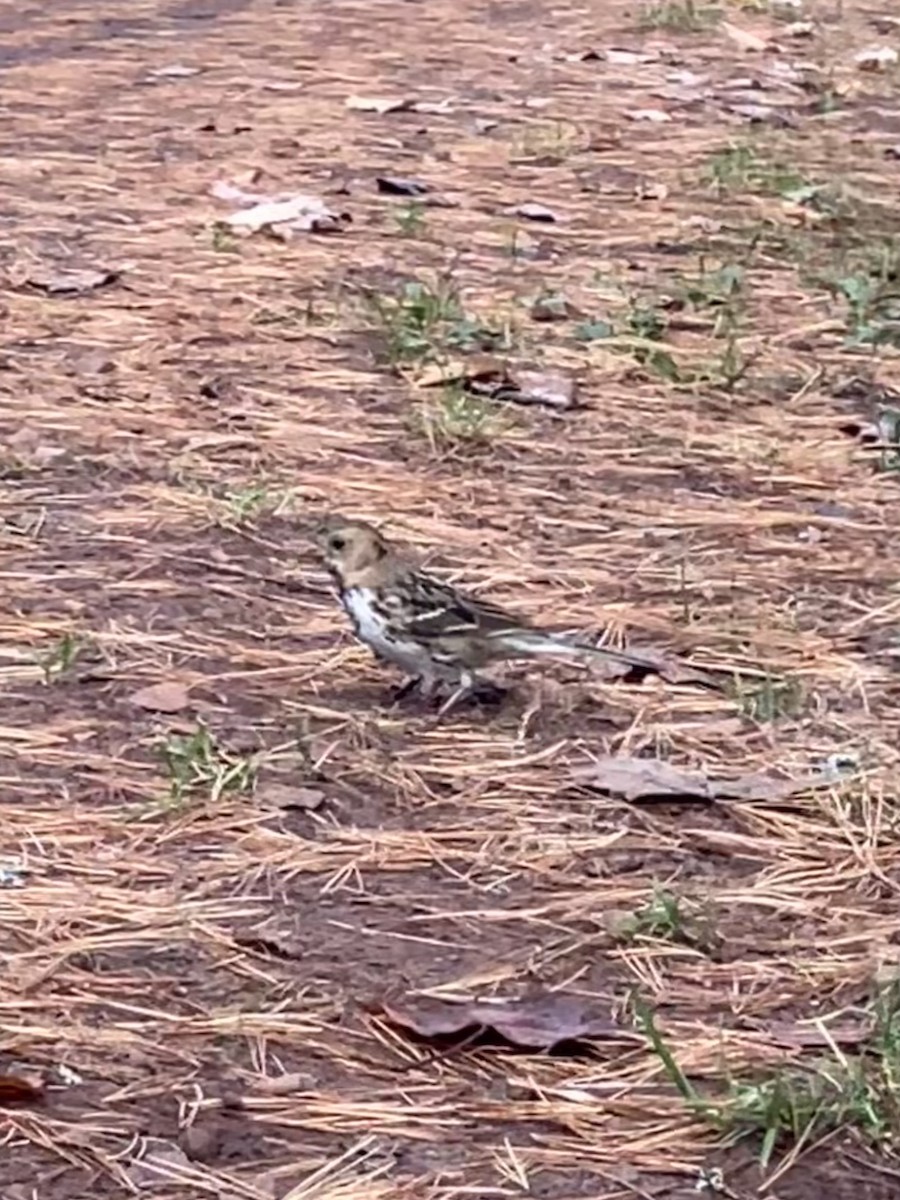 Harris's Sparrow - ML643166014