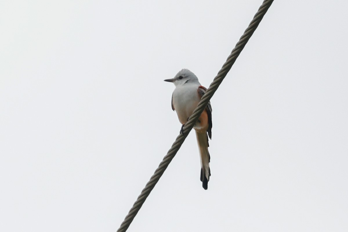 Scissor-tailed Flycatcher - ML643166024