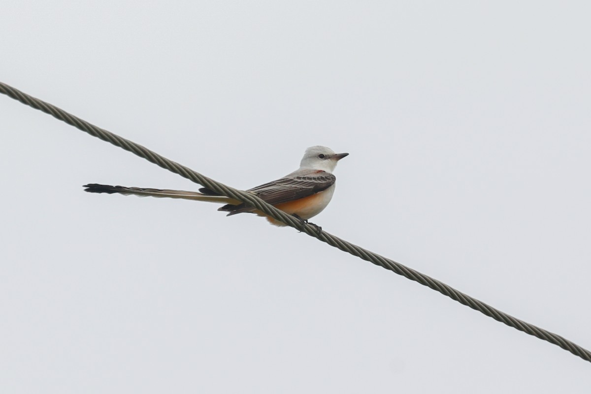 Scissor-tailed Flycatcher - ML643166025