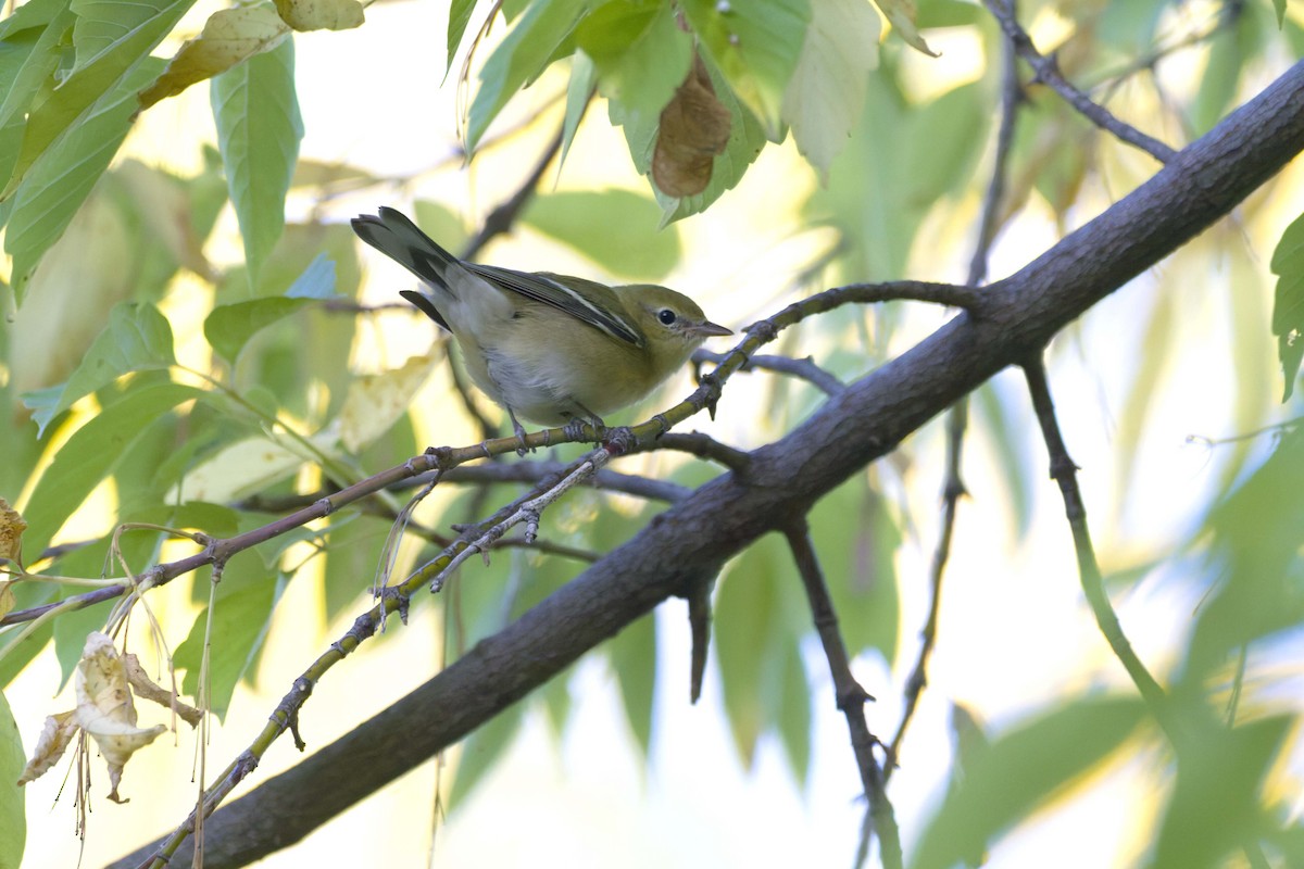 Bay-breasted Warbler - ML643166027