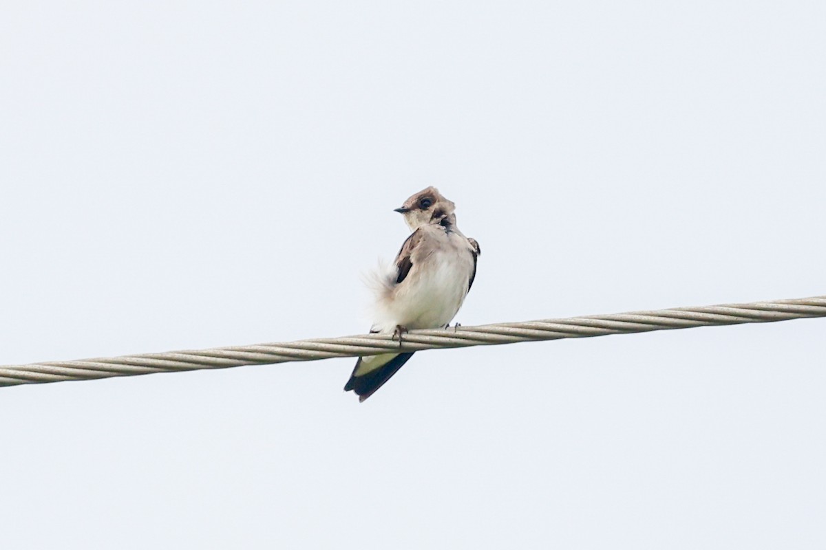 Northern Rough-winged Swallow - ML643166029