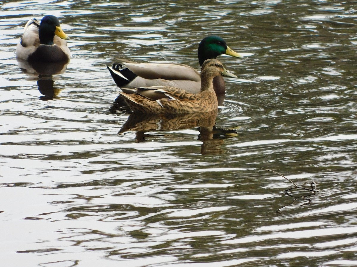 Mallard - ML643166030