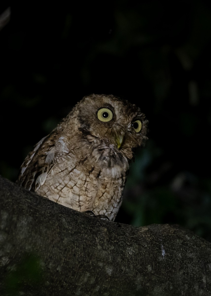 Middle American Screech-Owl (Middle American) - ML643166031