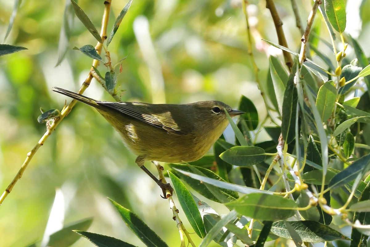 MacGillivray's Warbler - ML643166038