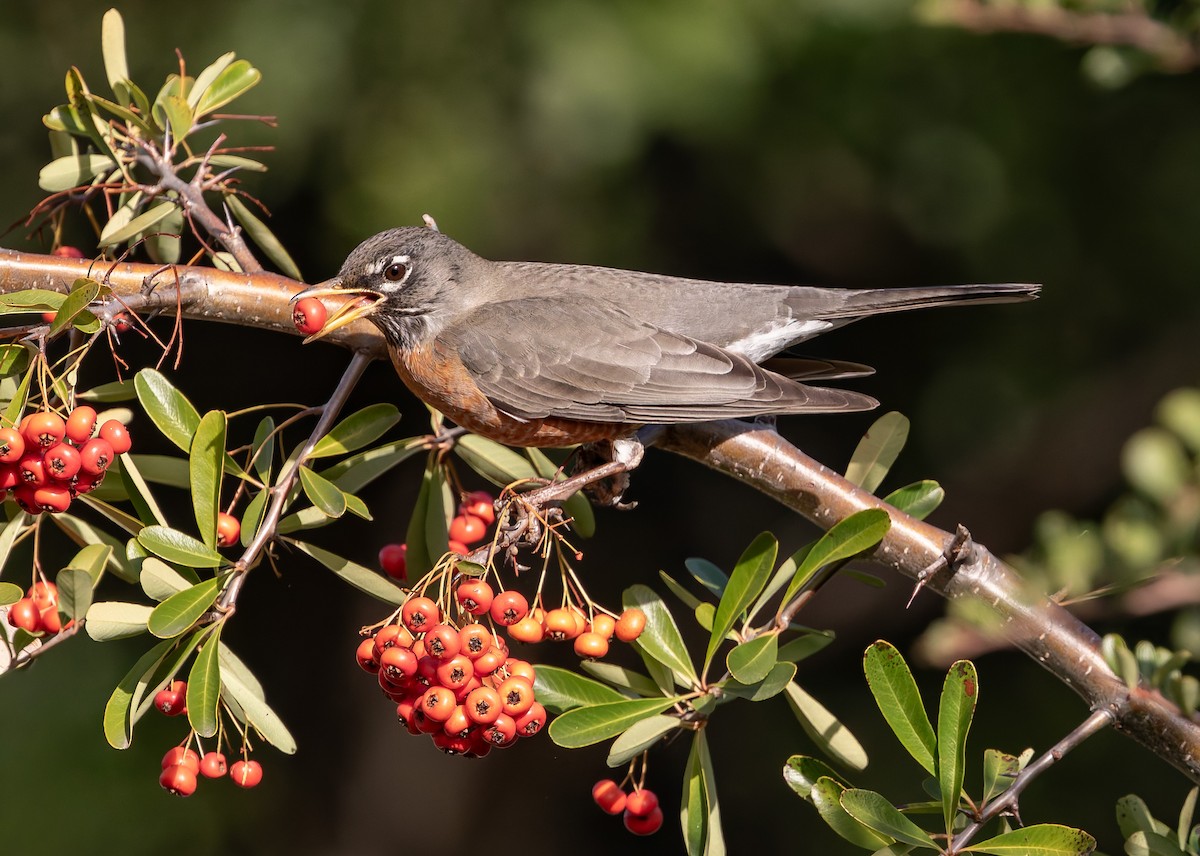 American Robin - ML643166048