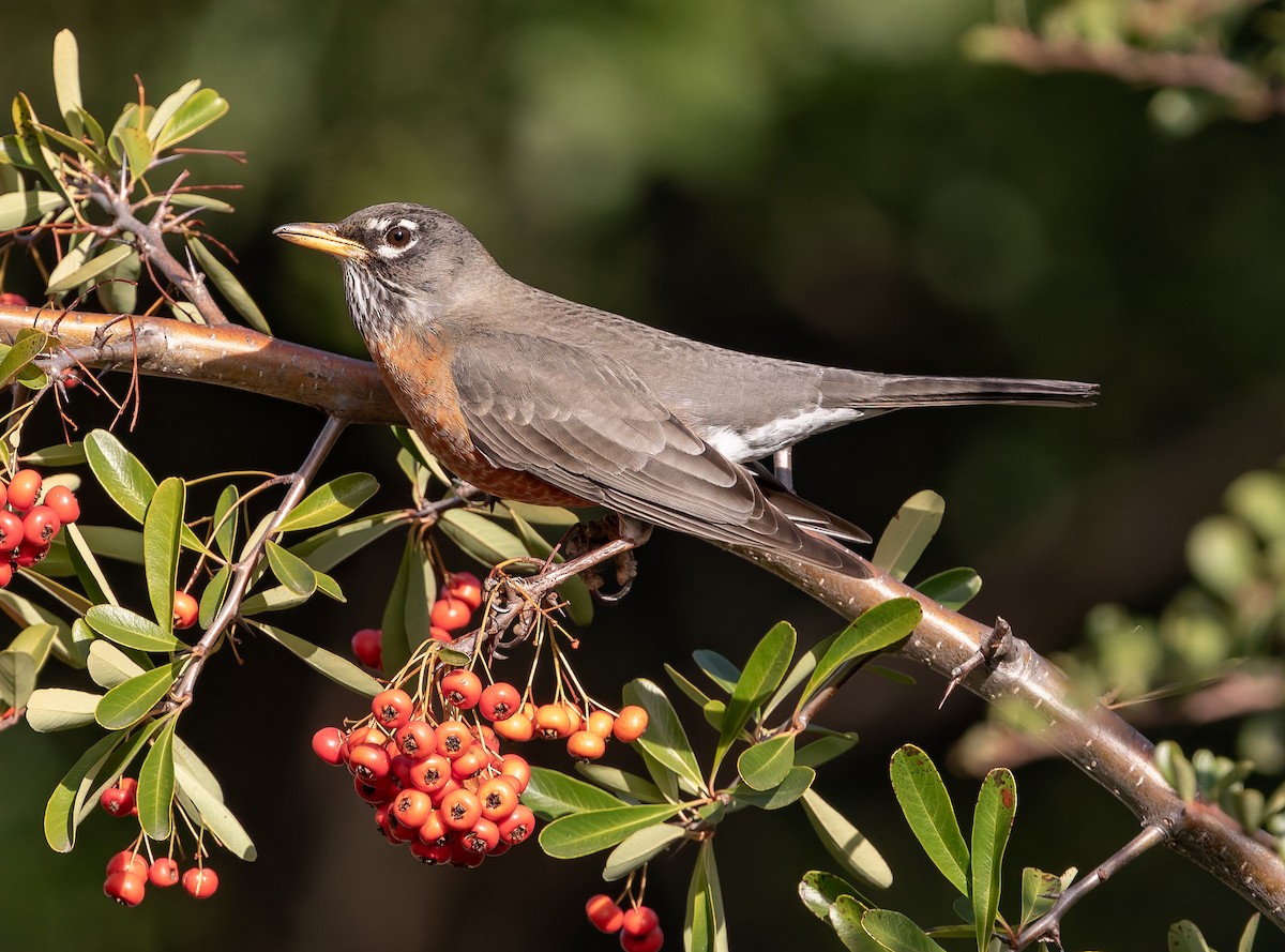 American Robin - ML643166050