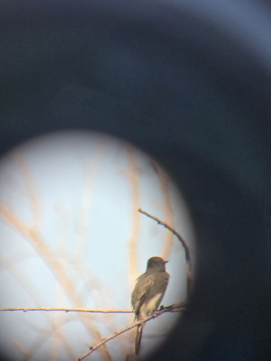 Black Phoebe - ML643166058