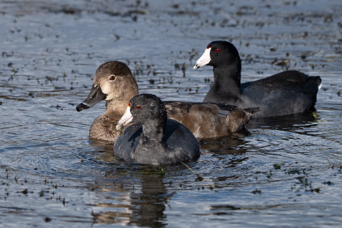 Redhead - ML643166062