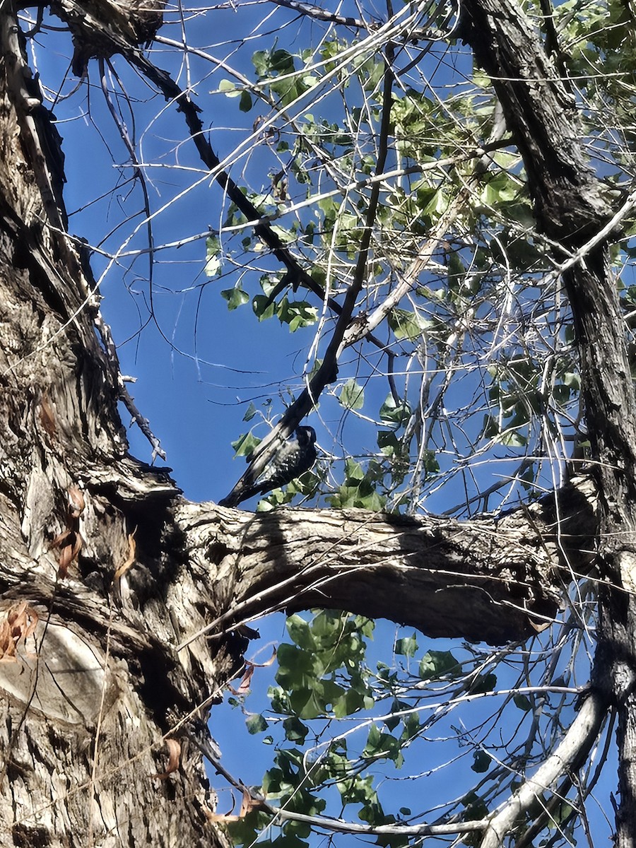 Ladder-backed Woodpecker - ML643166063