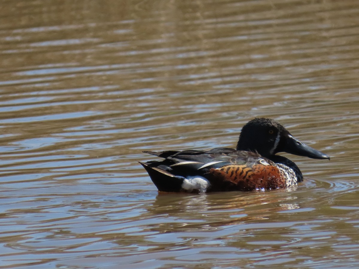 Australasian Shoveler - ML643166065