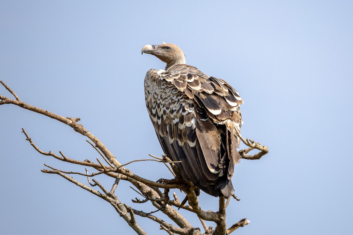 Rüppell's Griffon - ML643166068