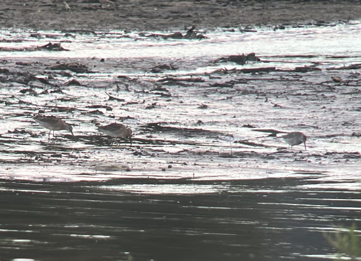 langnebbekkasinsnipe - ML643166083