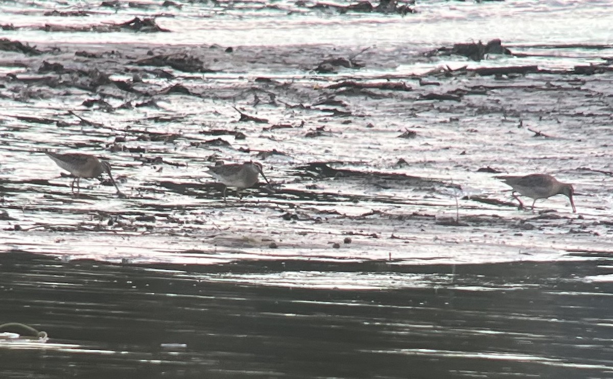 langnebbekkasinsnipe - ML643166084