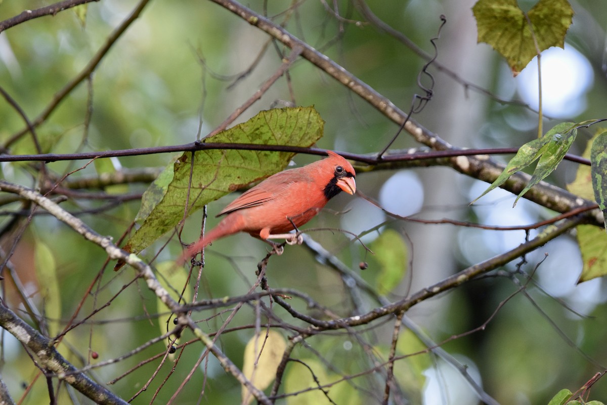 Northern Cardinal - ML643166088