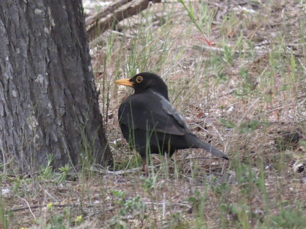 Eurasian Blackbird - ML643166091