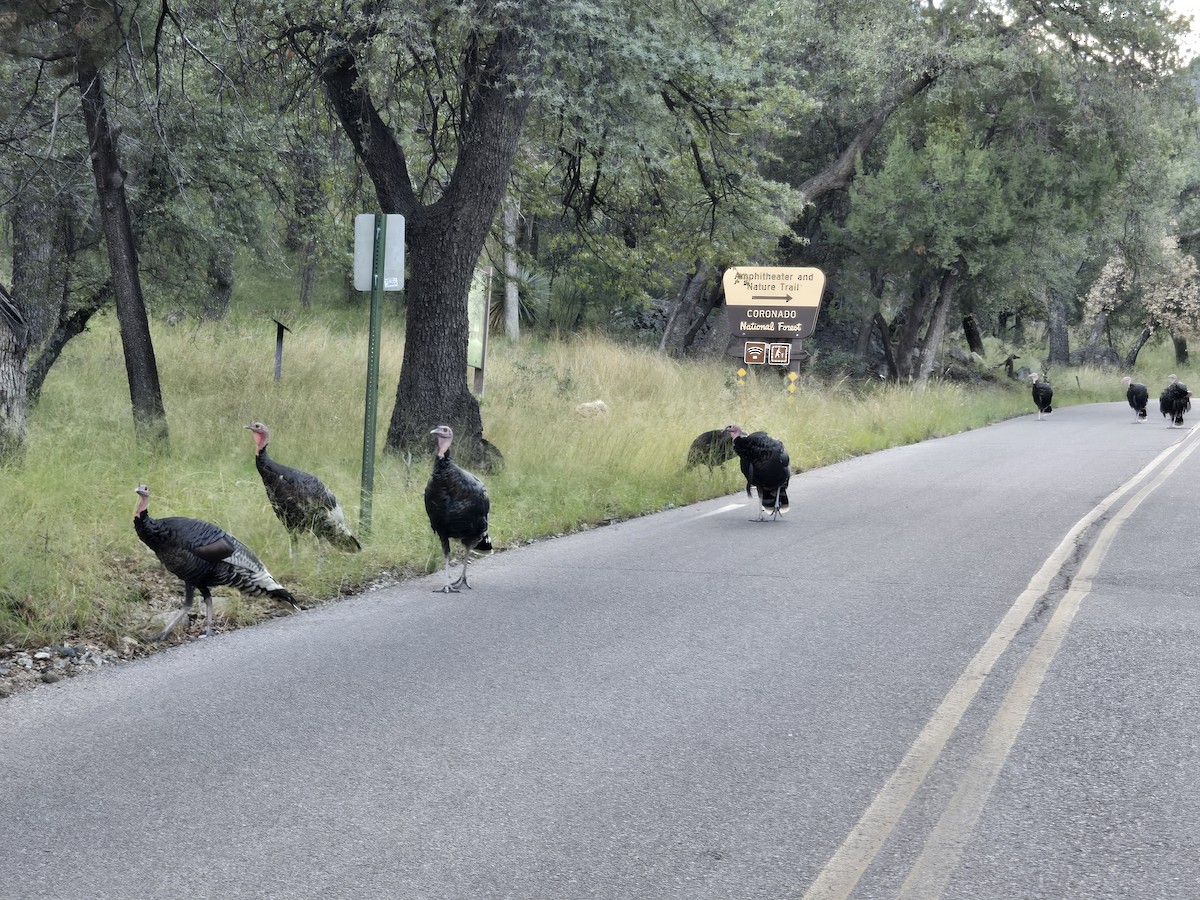 Wild Turkey - ML643166092