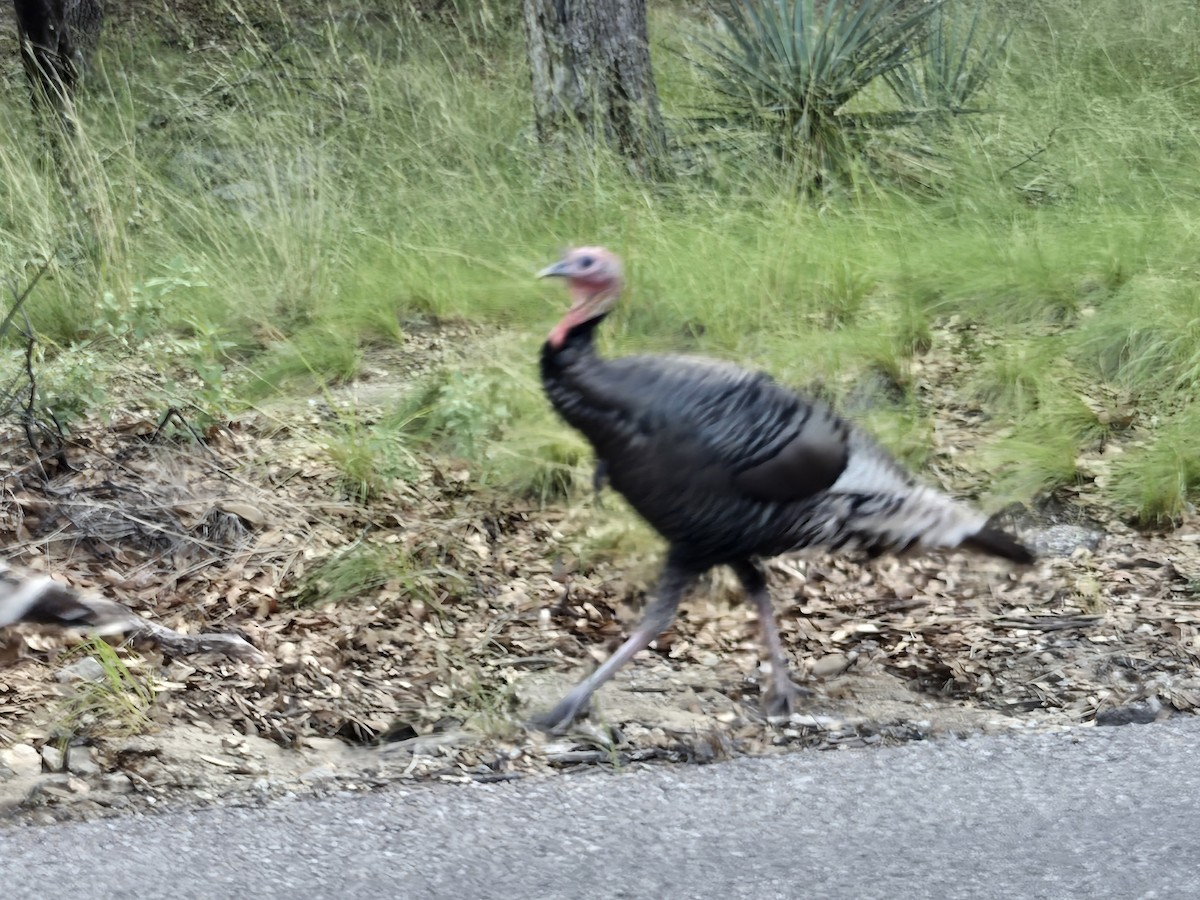 Wild Turkey - ML643166093