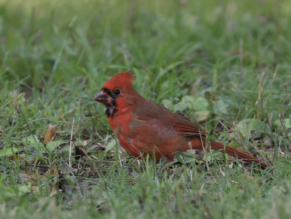 ショウジョウコウカンチョウ - ML643166101
