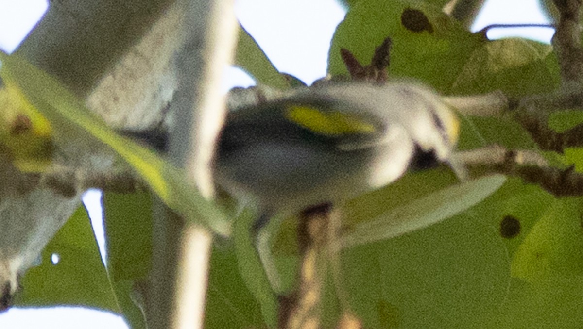 gullvingeparula - ML643166103