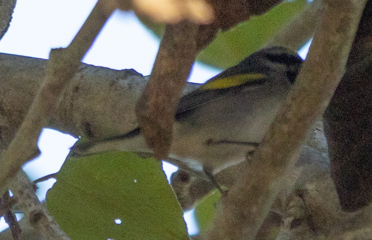 gullvingeparula - ML643166104