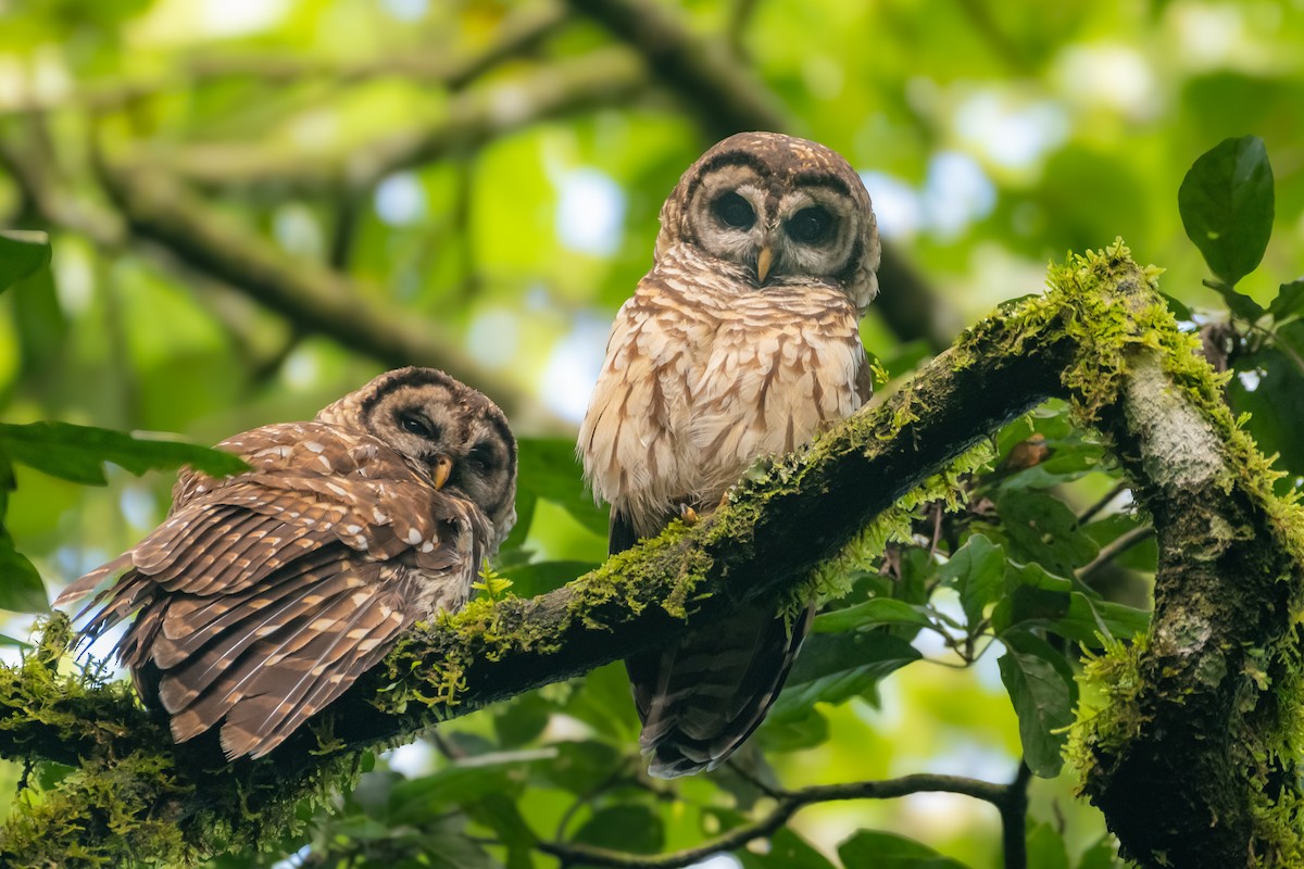 Fulvous Owl - ML643166110