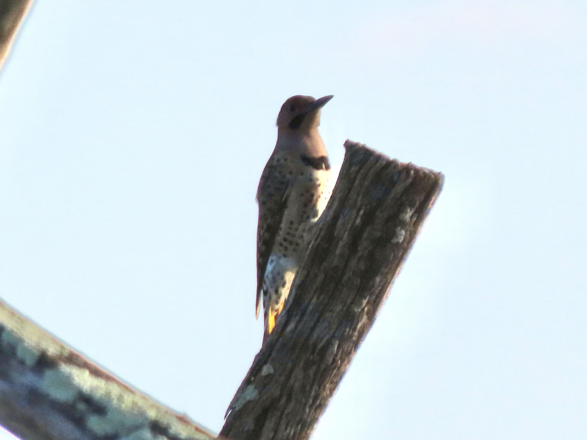 Northern Flicker - ML643166119