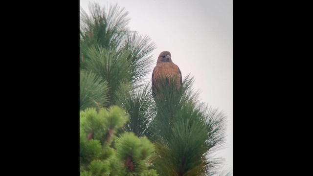 káně rudochvostá (ssp. calurus/alascensis) - ML643166122