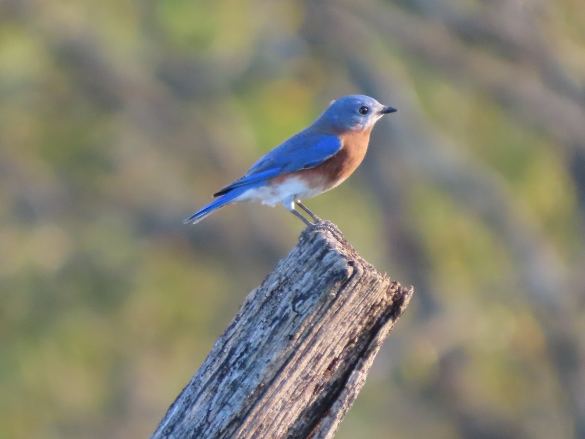 Eastern Bluebird - ML643166123