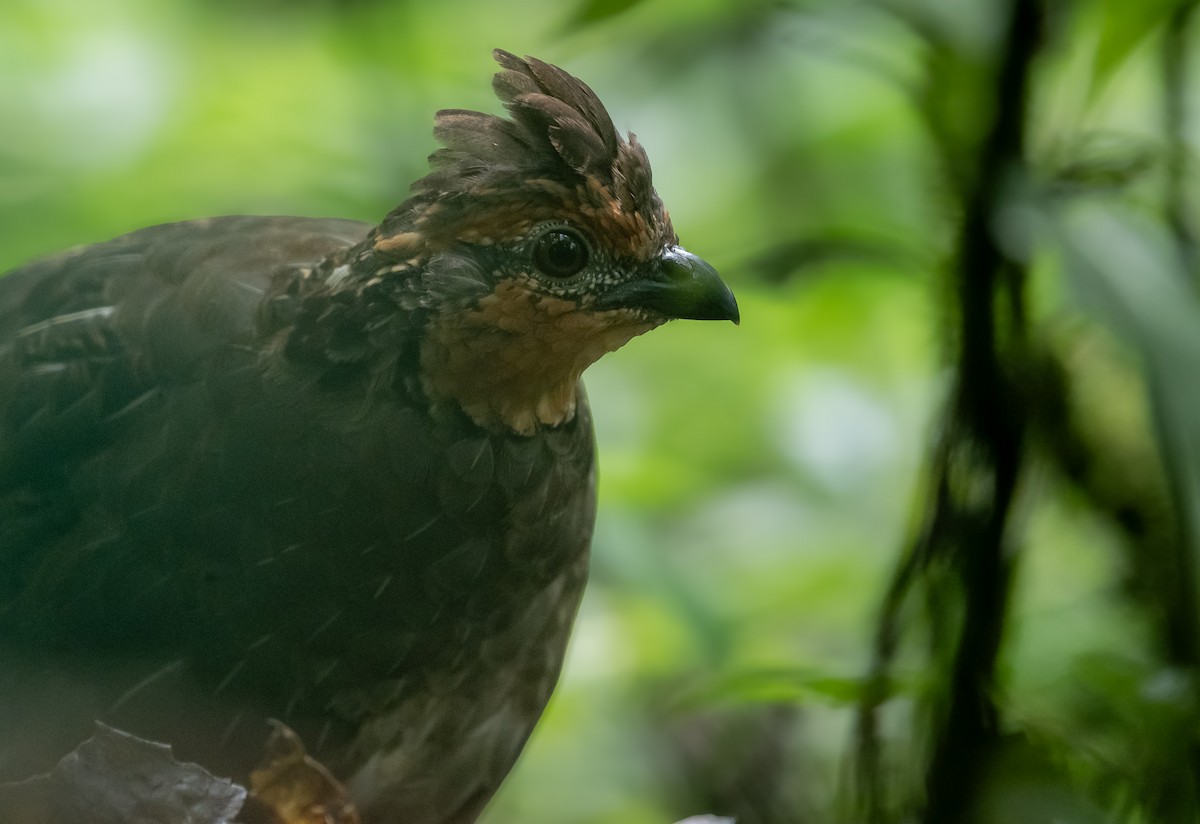 Singing Quail - ML643166125