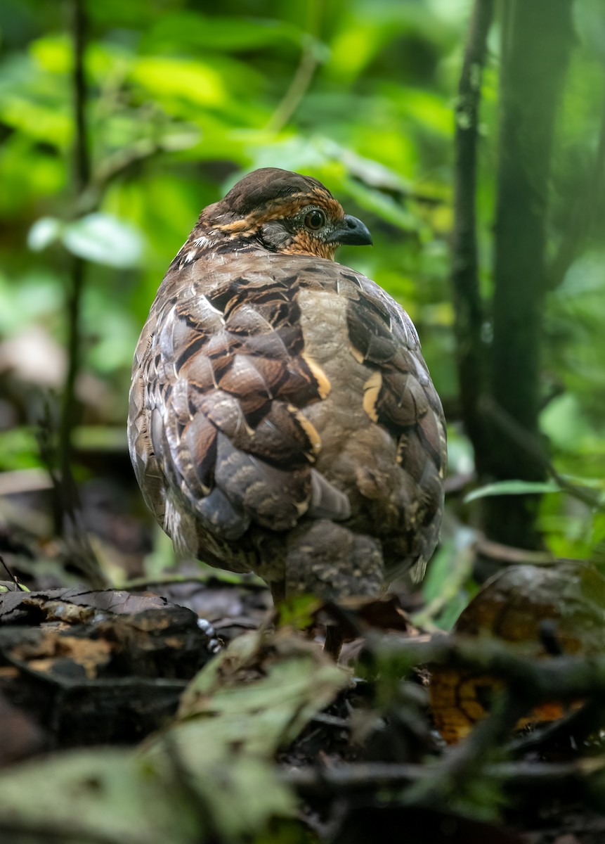 Singing Quail - ML643166126