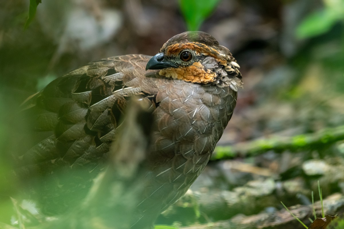Singing Quail - ML643166127
