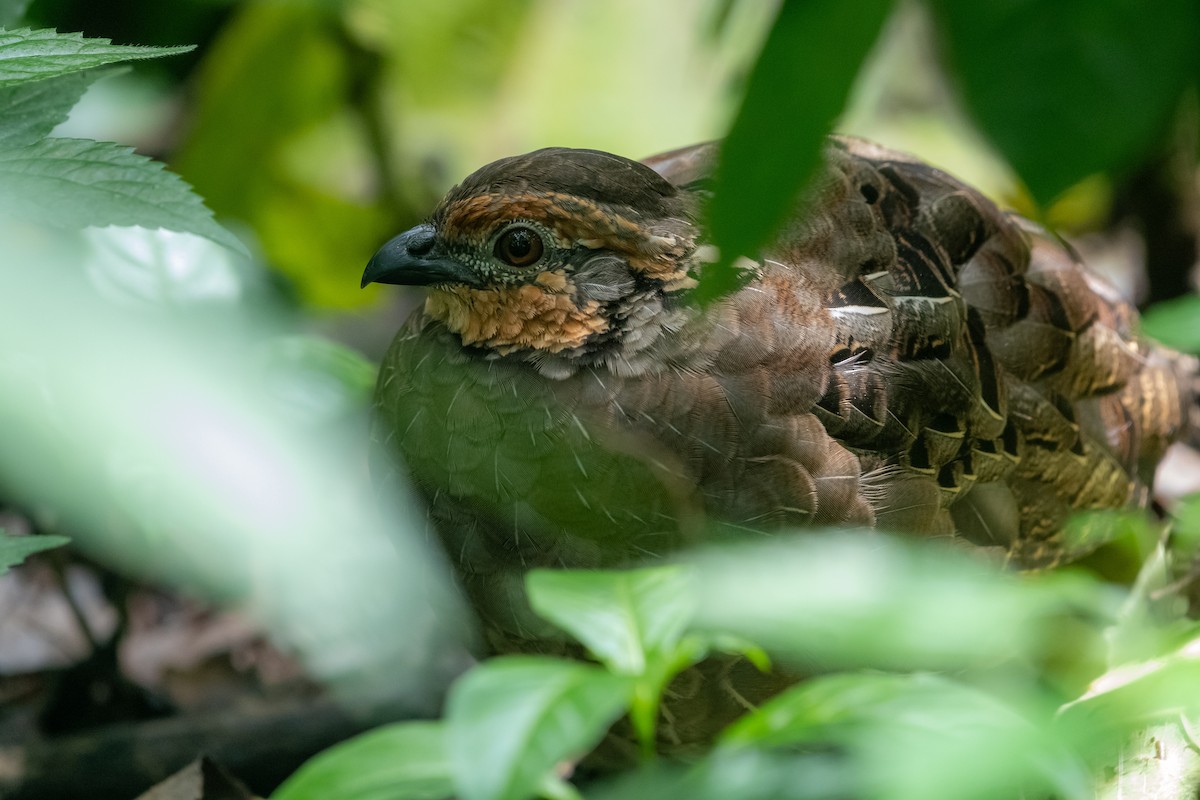 Singing Quail - ML643166128