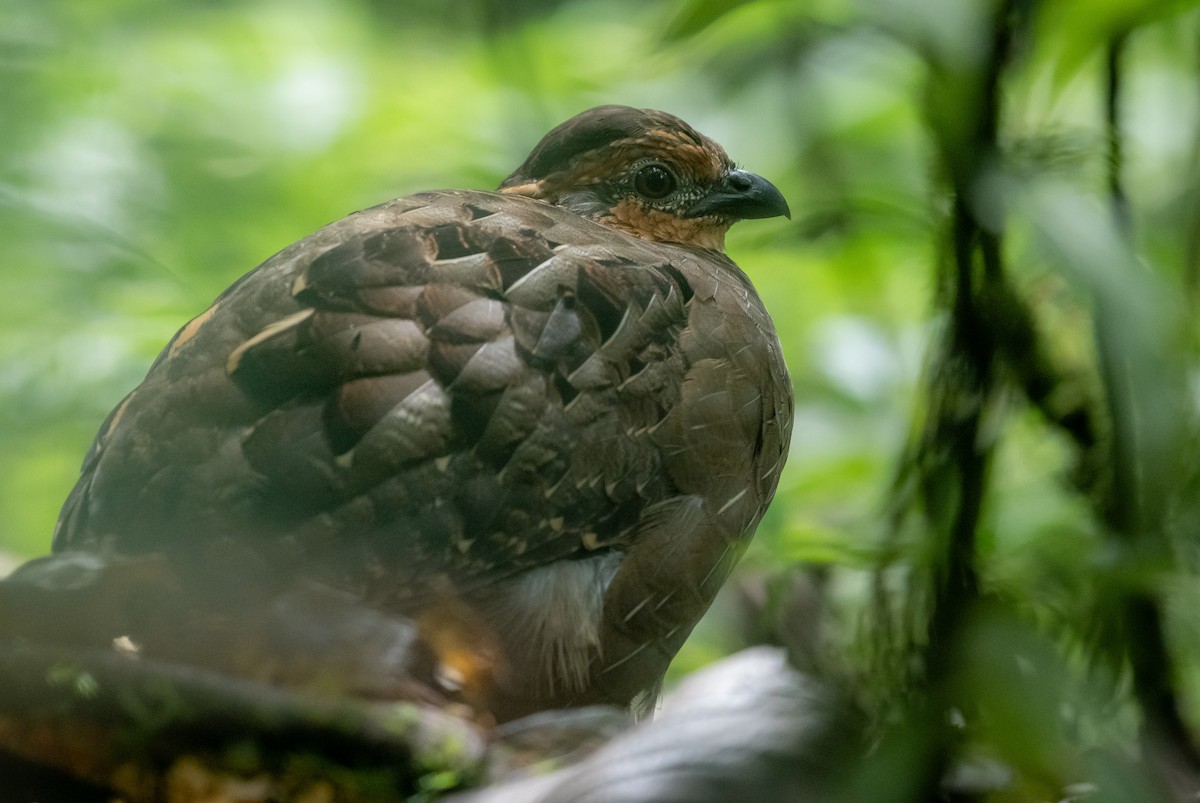 Singing Quail - ML643166129