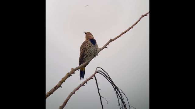 Northern Flicker (Yellow-shafted x Red-shafted) - ML643166133