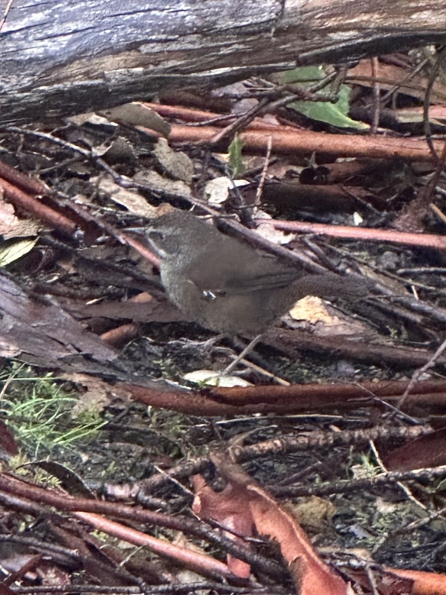 Tasmanian Scrubwren - ML643166146