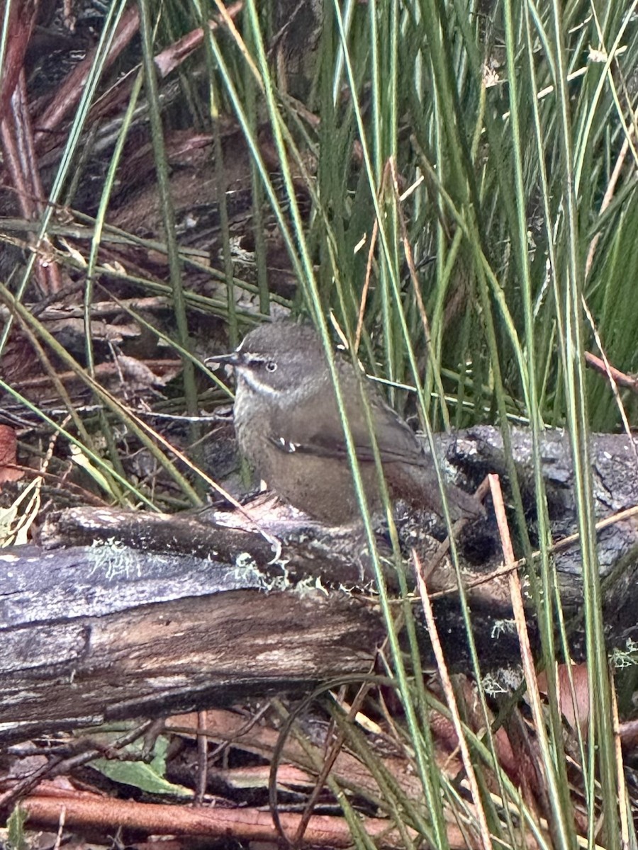 Tasmanian Scrubwren - ML643166147