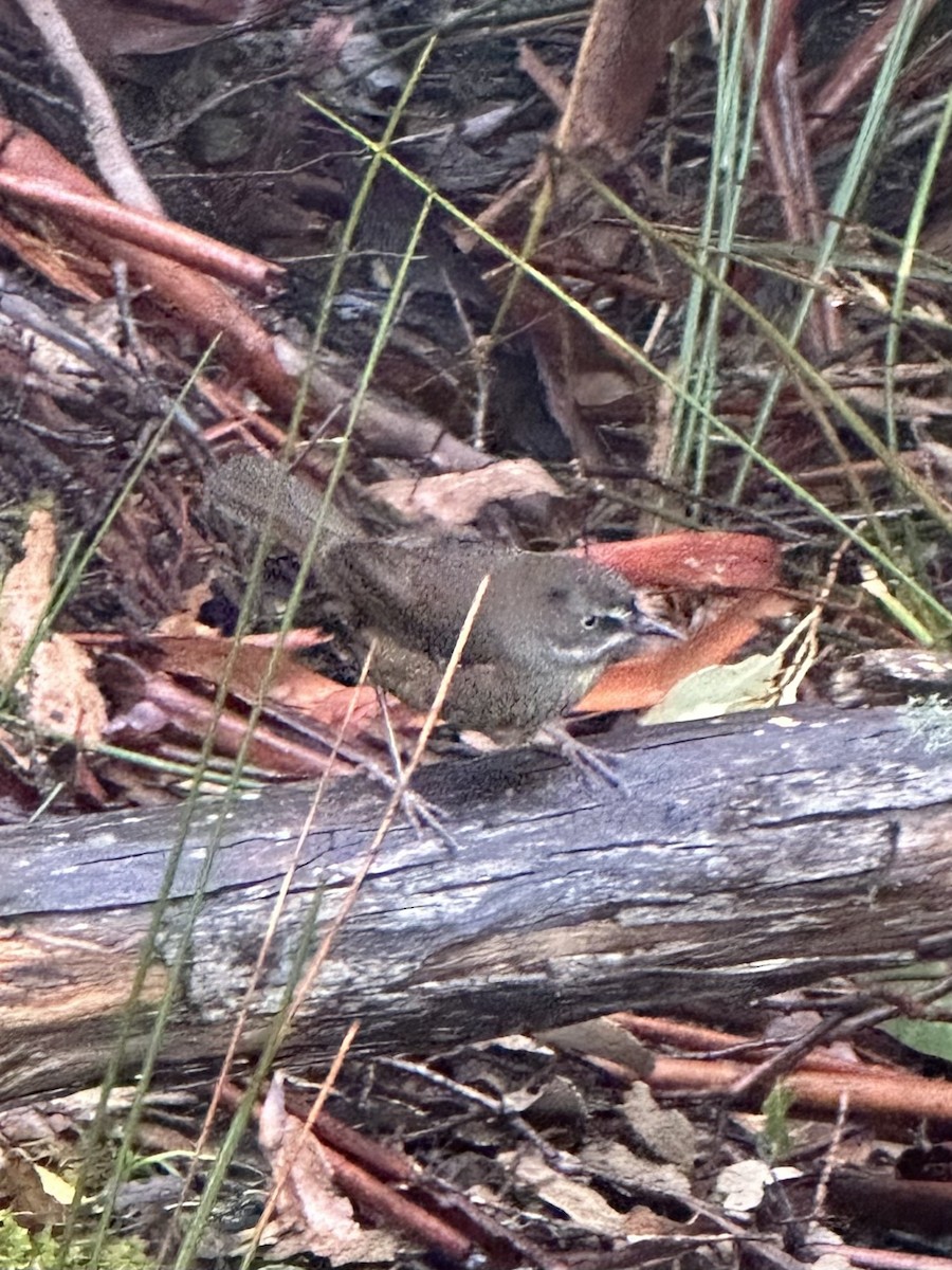 Tasmanian Scrubwren - ML643166148