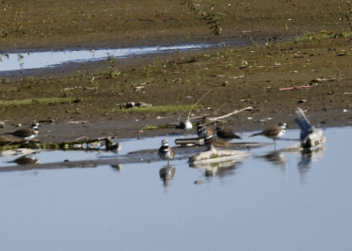 Killdeer - ML643166173