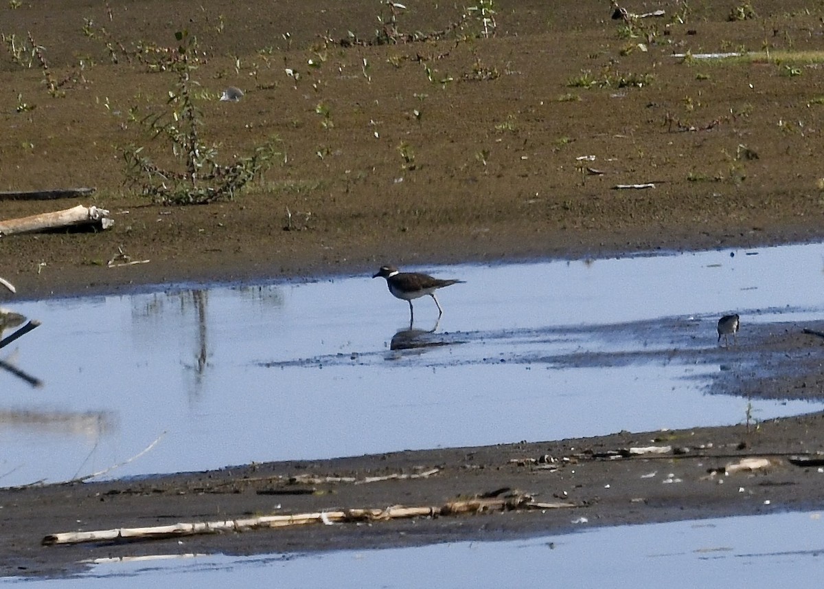 Killdeer - ML643166175