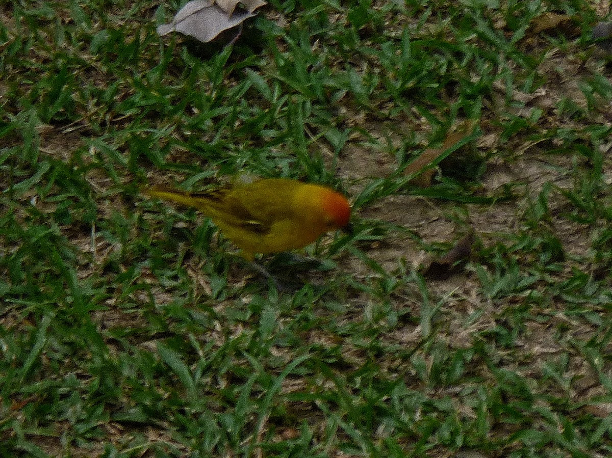Saffron Finch - ML643166177