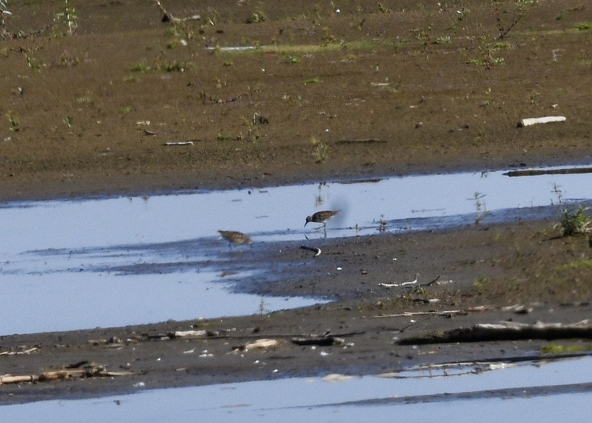 Least Sandpiper - ML643166179