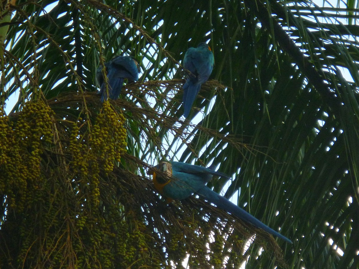 Blue-and-yellow Macaw - ML643166194