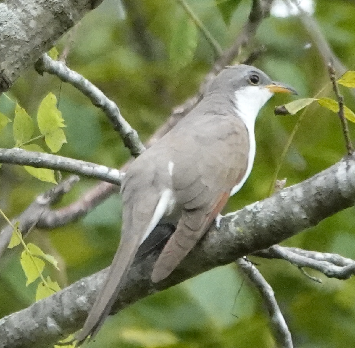 gulnebbgjøk - ML643166207
