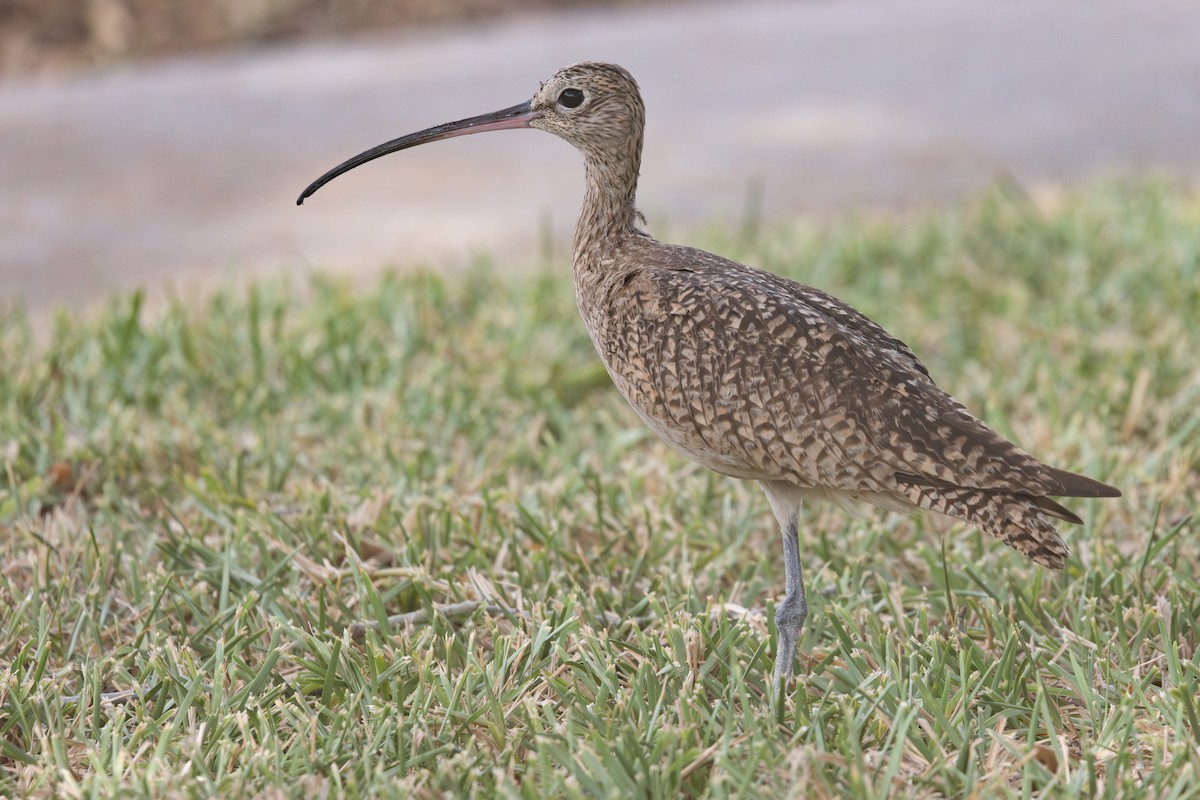 Long-billed Curlew - ML643166221