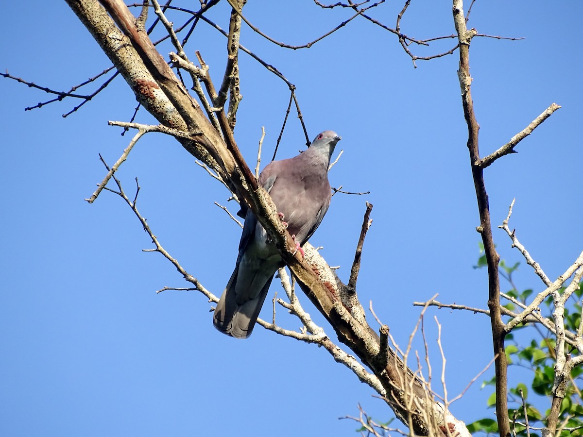 Pale-vented Pigeon - ML643166222