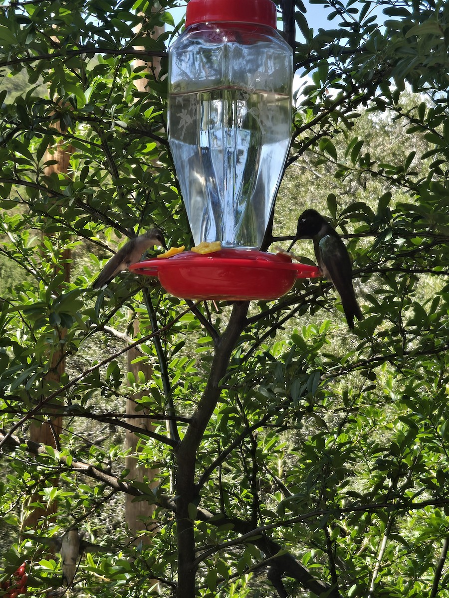 Black-chinned Hummingbird - ML643166226